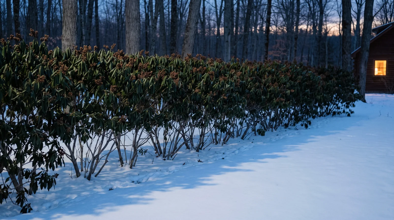 Evergreen mountain laurel hedge along a snowy woodland edge with a browse line eaten flat at deer height