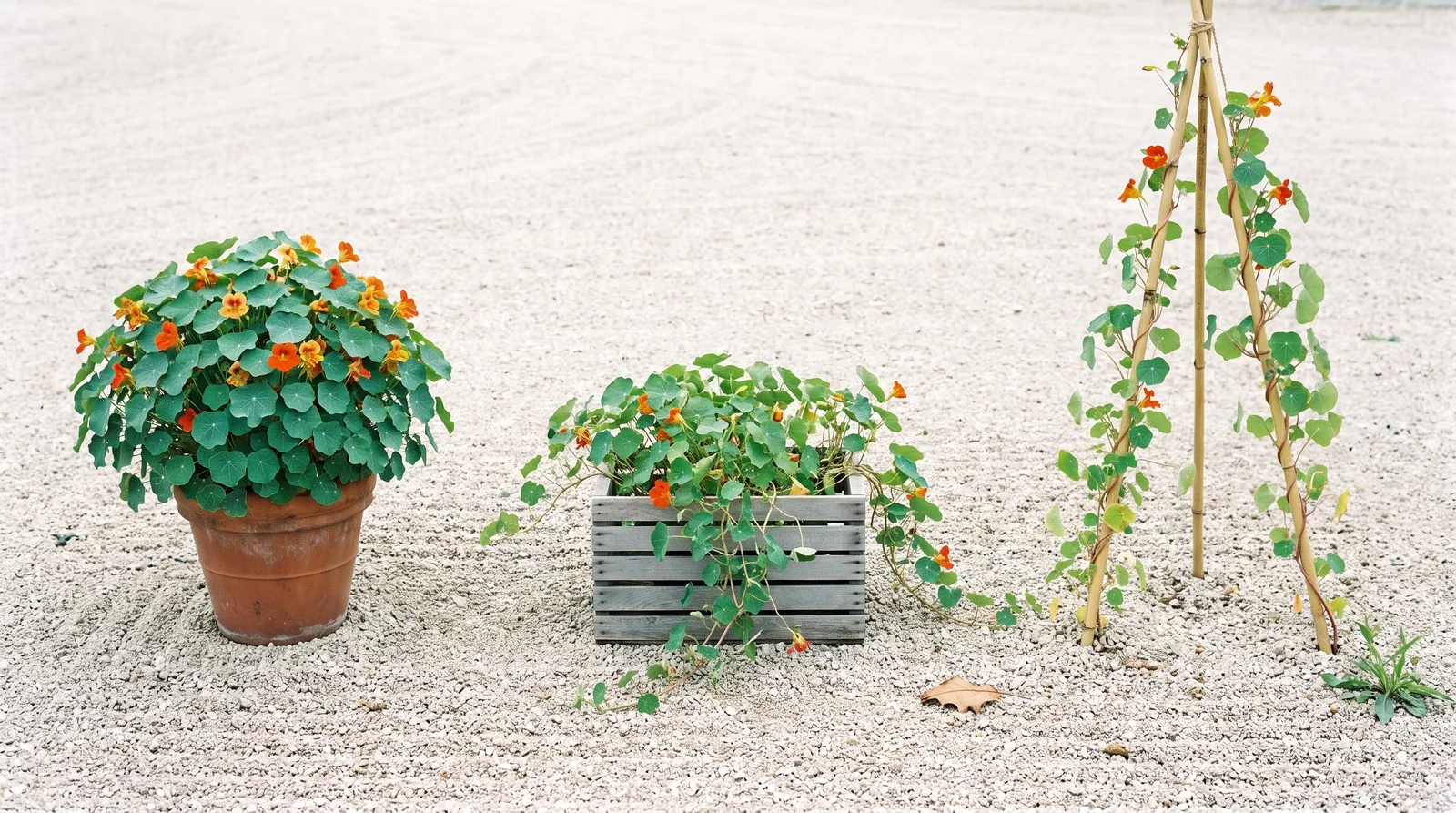 Three nasturtiums side by side showing bush, semi-trailing and climbing habit at different heights and spreads