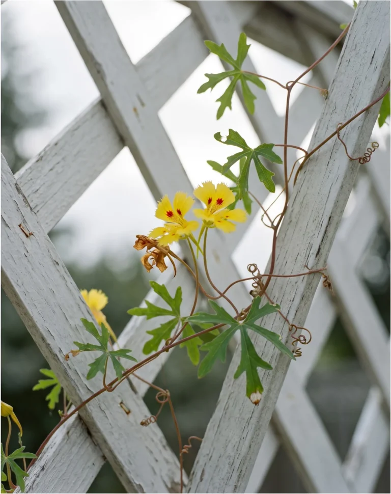 Canary creeper on a lattice panel with fringed pale yellow flowers and deeply five-lobed leaves unlike round nasturtium leaves