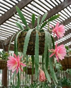 Orchid cactus flower