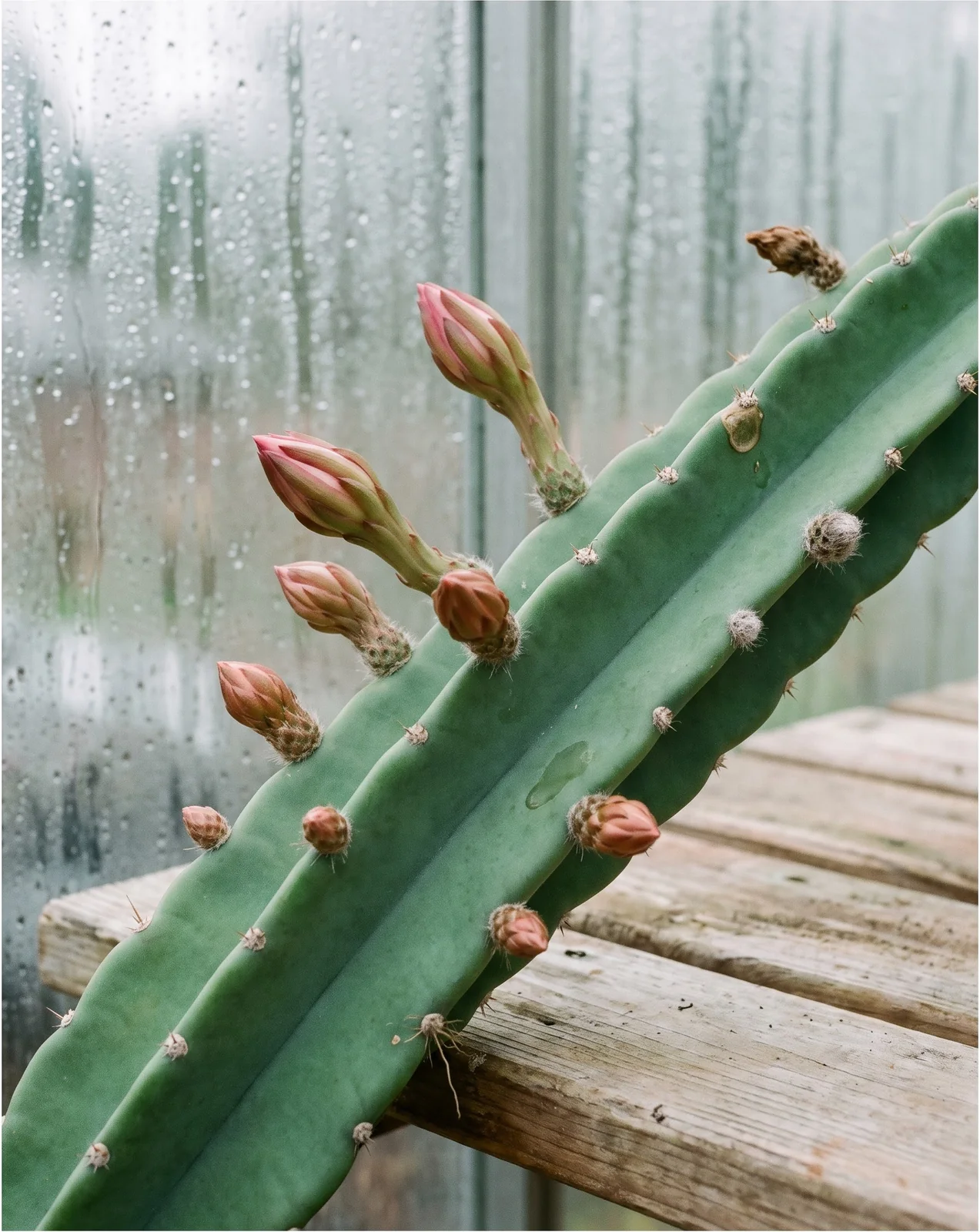 Seven buds at different sizes swelling along the scalloped edges of two flat orchid cactus stems on a greenhouse bench in early March