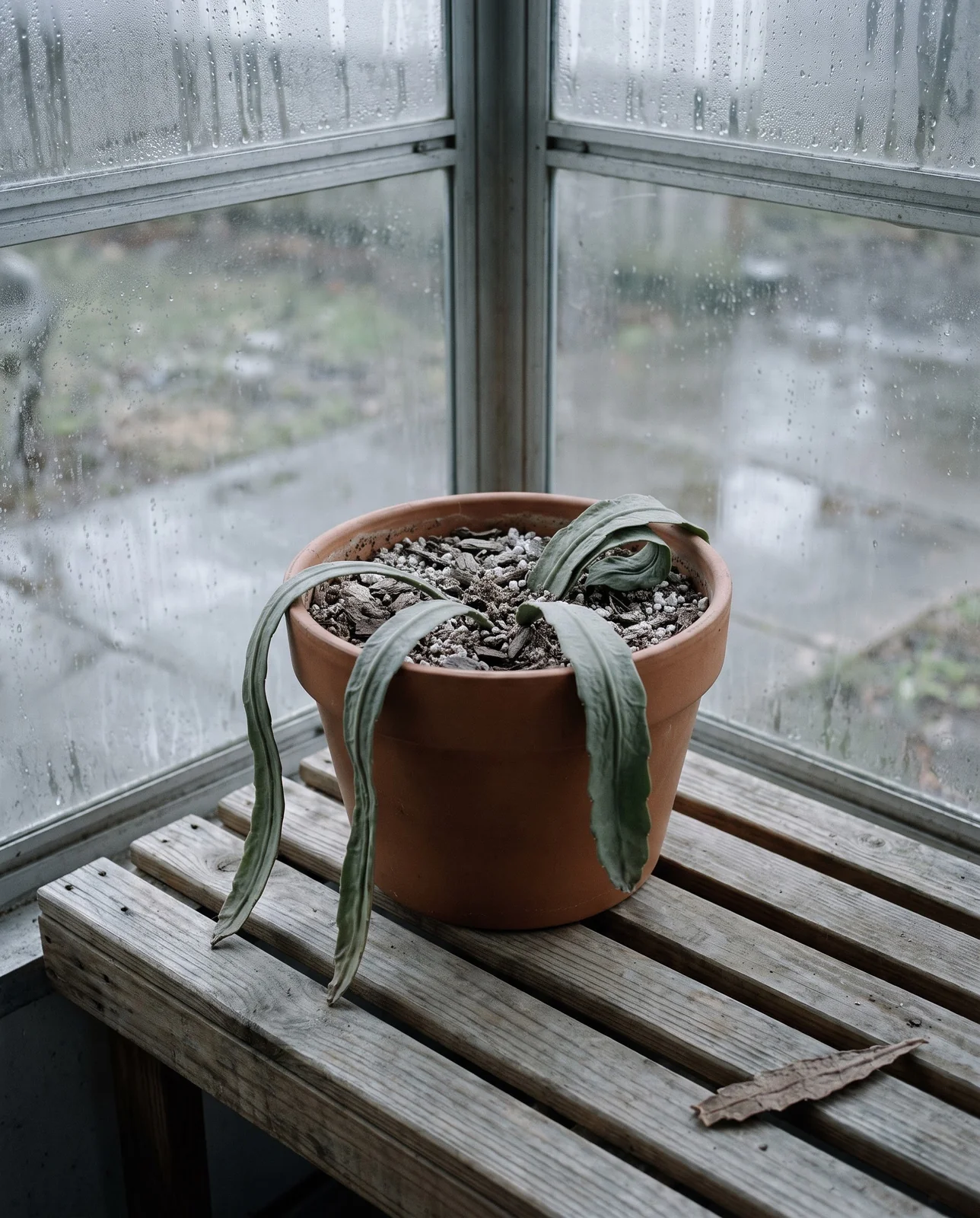 An orchid cactus standing dry and unwatered on a slatted bench in an unheated glassed-in porch in January, its stems dull and slightly shrivelled