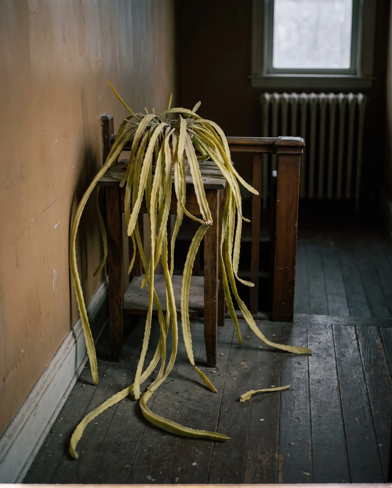 A very large healthy orchid cactus with long pale stretched stems on a stand in a dim interior room, carrying no buds at all