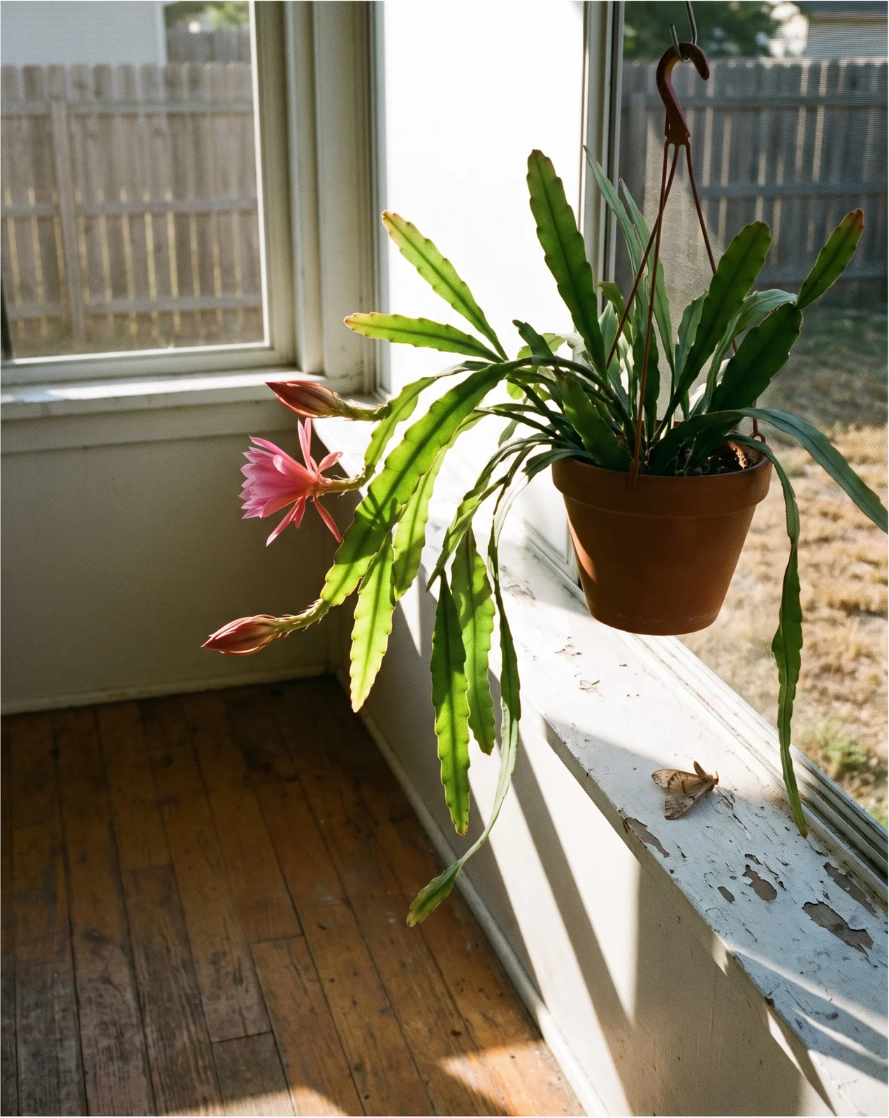An orchid cactus set back from an east window with a low bar of early sunlight crossing its near stems and stopping short of the rest