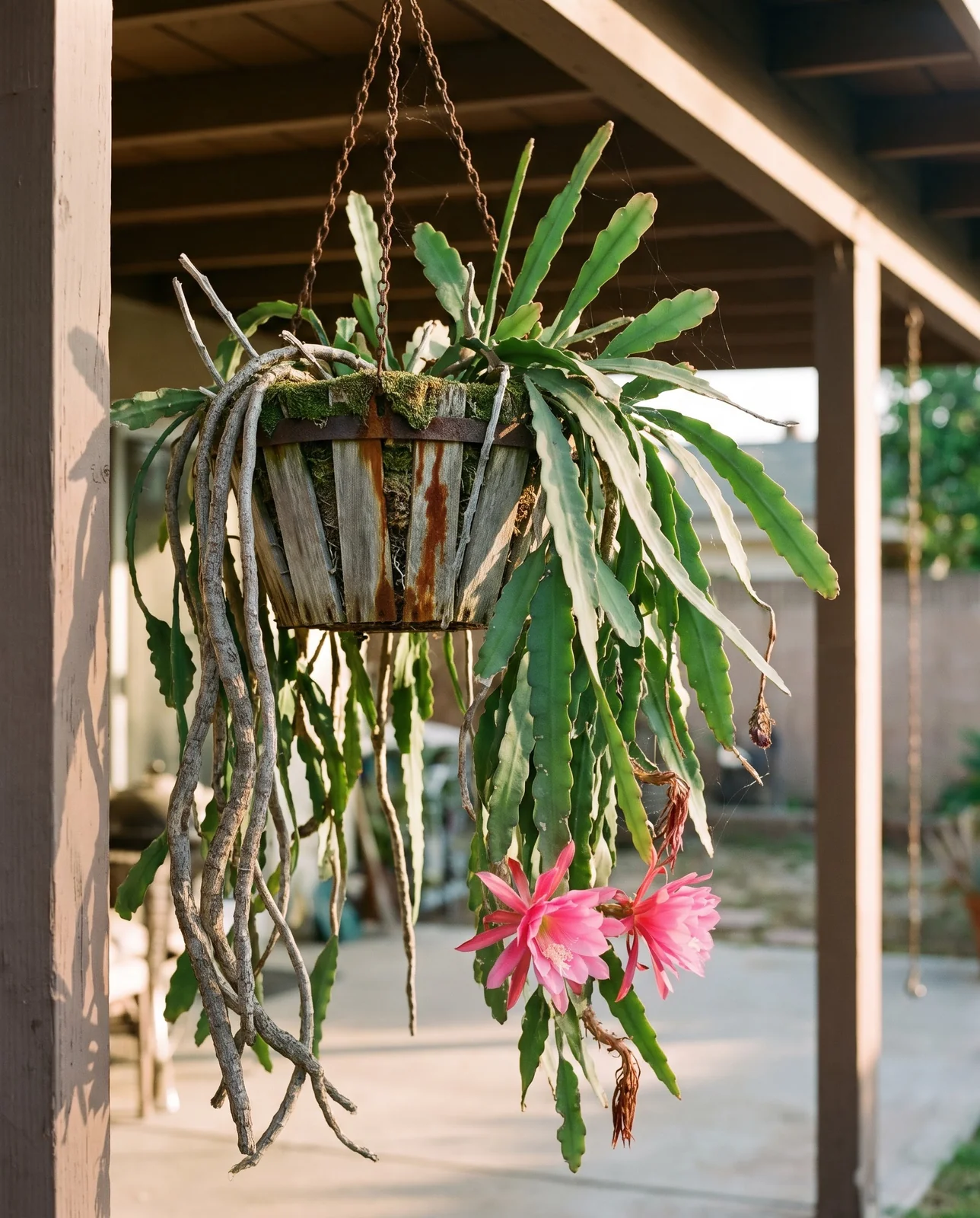 A very old orchid cactus in a split cedar slat basket on rusted chain, sixty stems falling five feet with woody corked bases