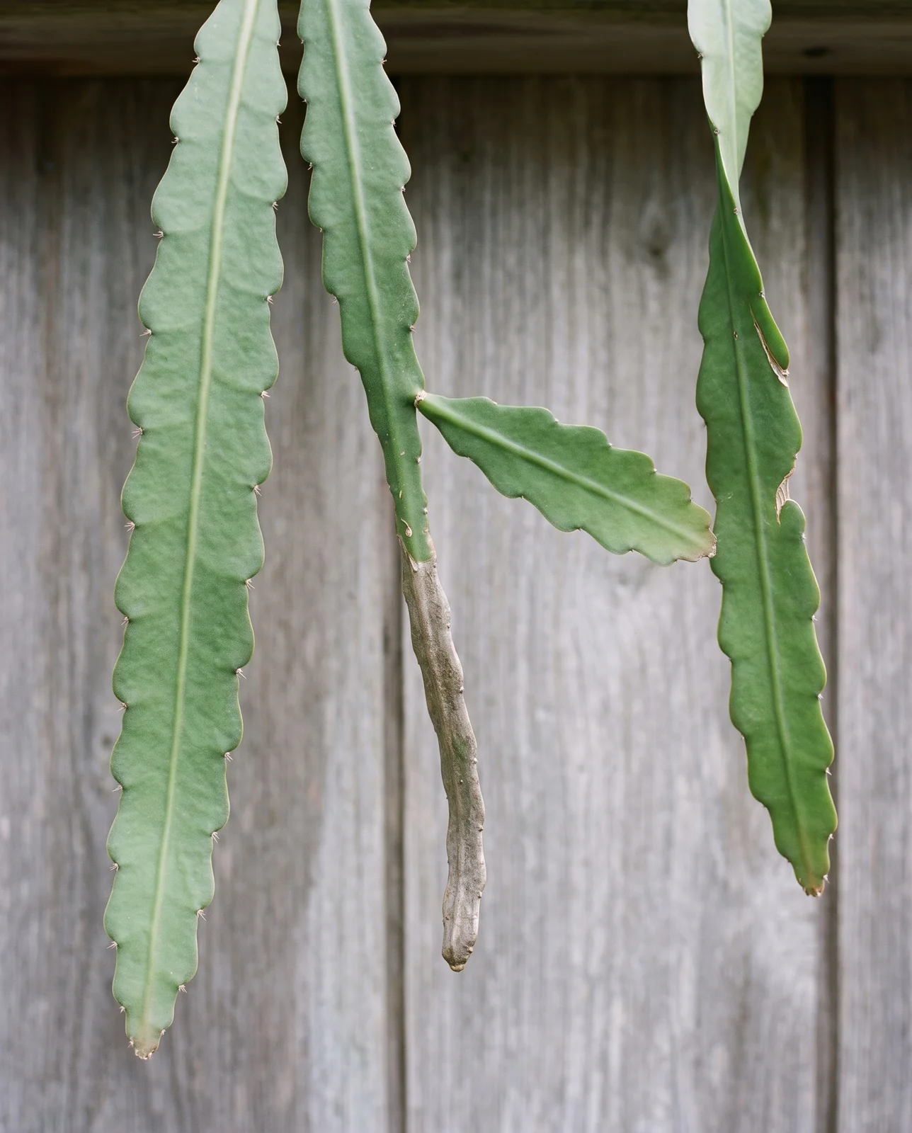 Close side view of the flat wavy strap stems of an orchid cactus against a plain weathered cedar wall, showing scalloped edges and no spines