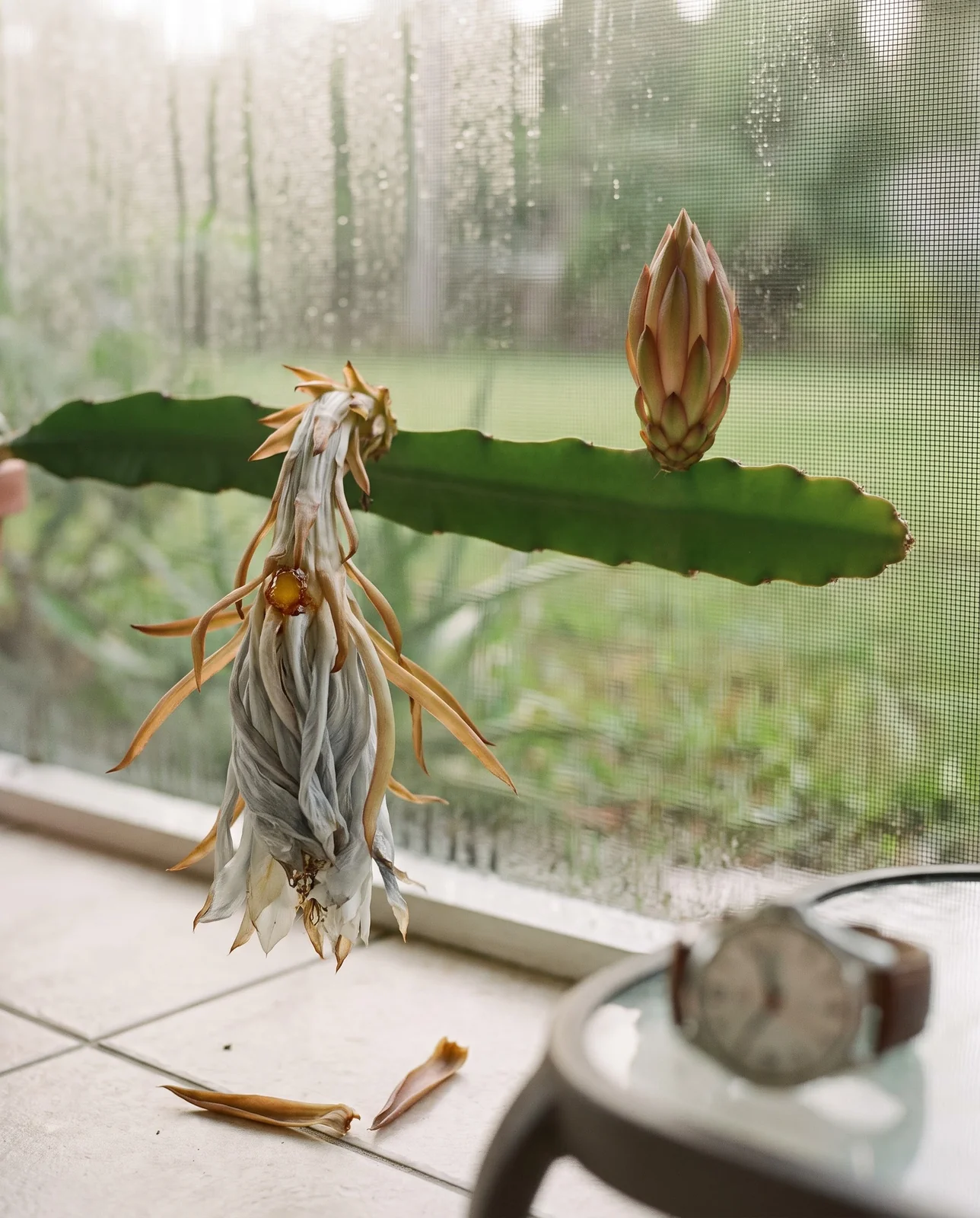 A spent night flower collapsed into a limp twist on its tube by morning, with a fat unopened bud standing on the same stem