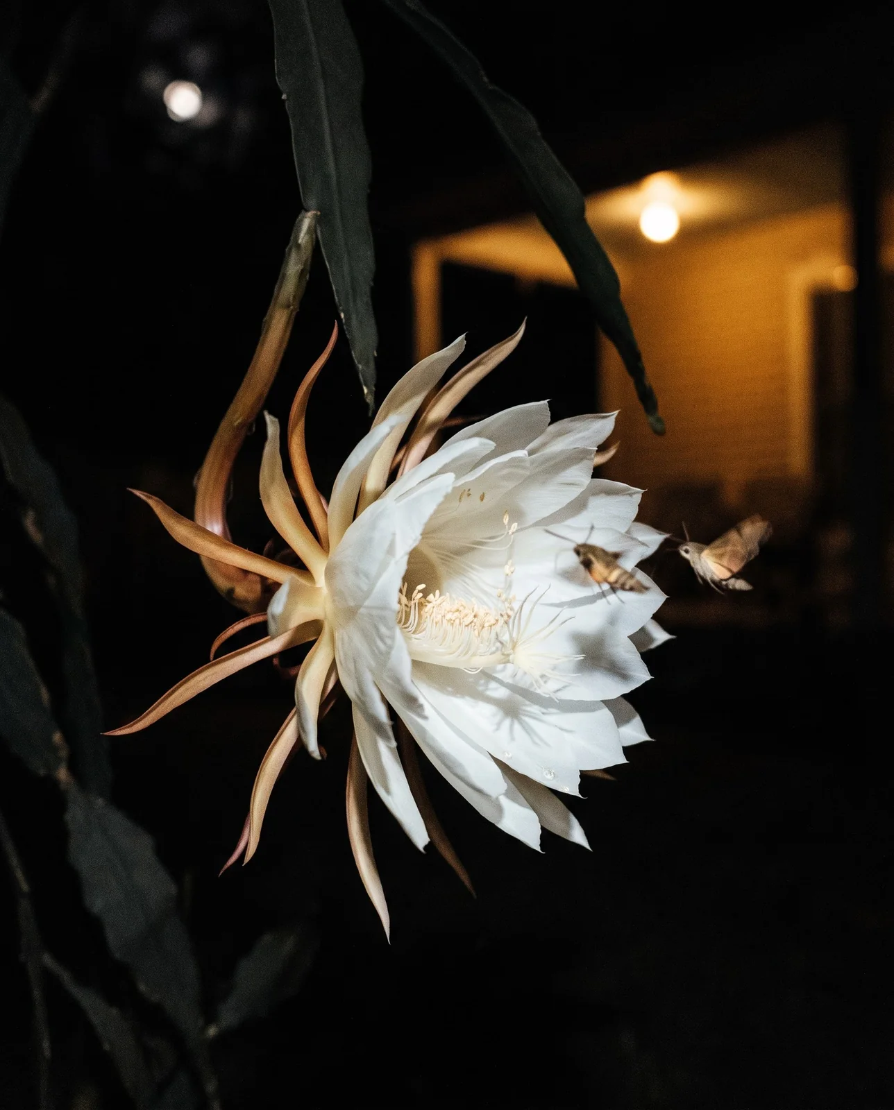 A queen of the night flower fully open in darkness in a brick courtyard, white petals and a backswept collar of tan sepals on a long curved tube