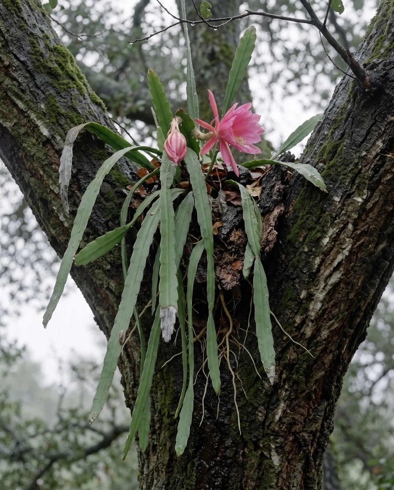 An orchid cactus rooted in bark and leaf litter caught in the fork of an oak trunk, its flat stems hanging free down the bark