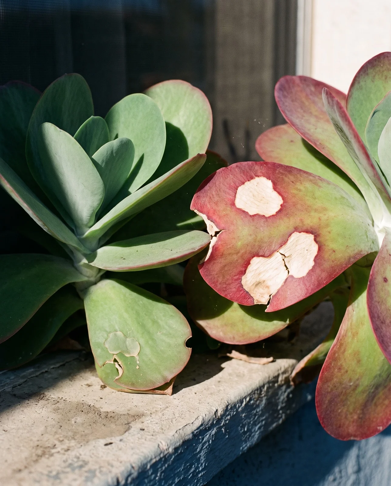 One side of an orchid cactus stem flushed red-purple with two bleached straw-white patches, the sheltered side of the same plant still plain jade