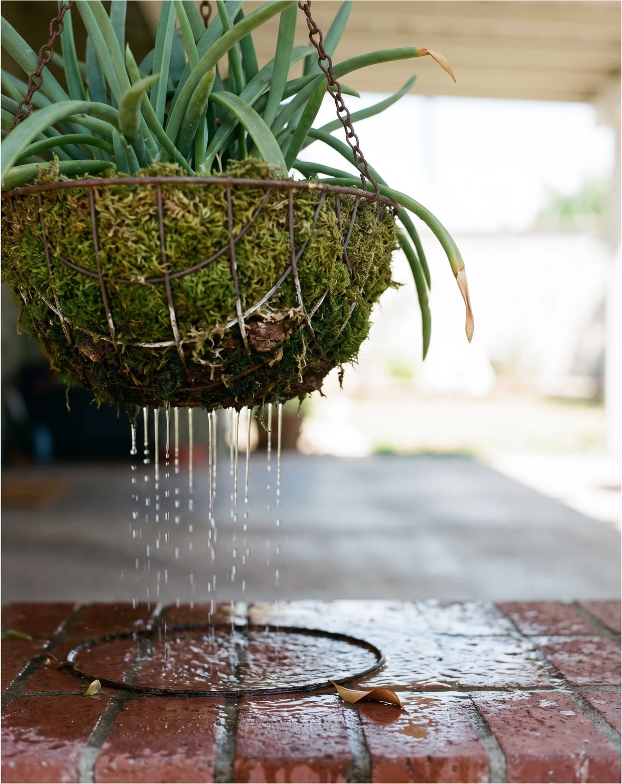 Water running out through the moss lining of a hanging orchid cactus basket and falling in threads onto wet red brick below