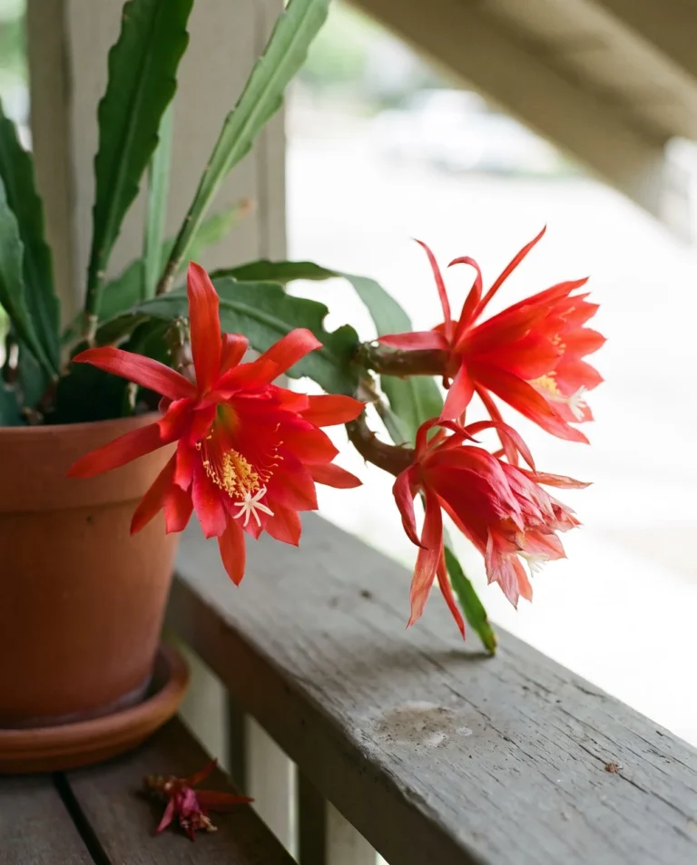 Three scarlet funnel flowers of the red orchid cactus open in the middle of the day, showing yellow pollen and a white many-lobed stigma