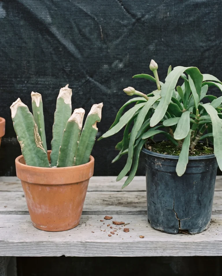 Six loose unrooted orchid cactus cuttings standing in an empty pot beside a fully established rooted plant in a six-inch pot
