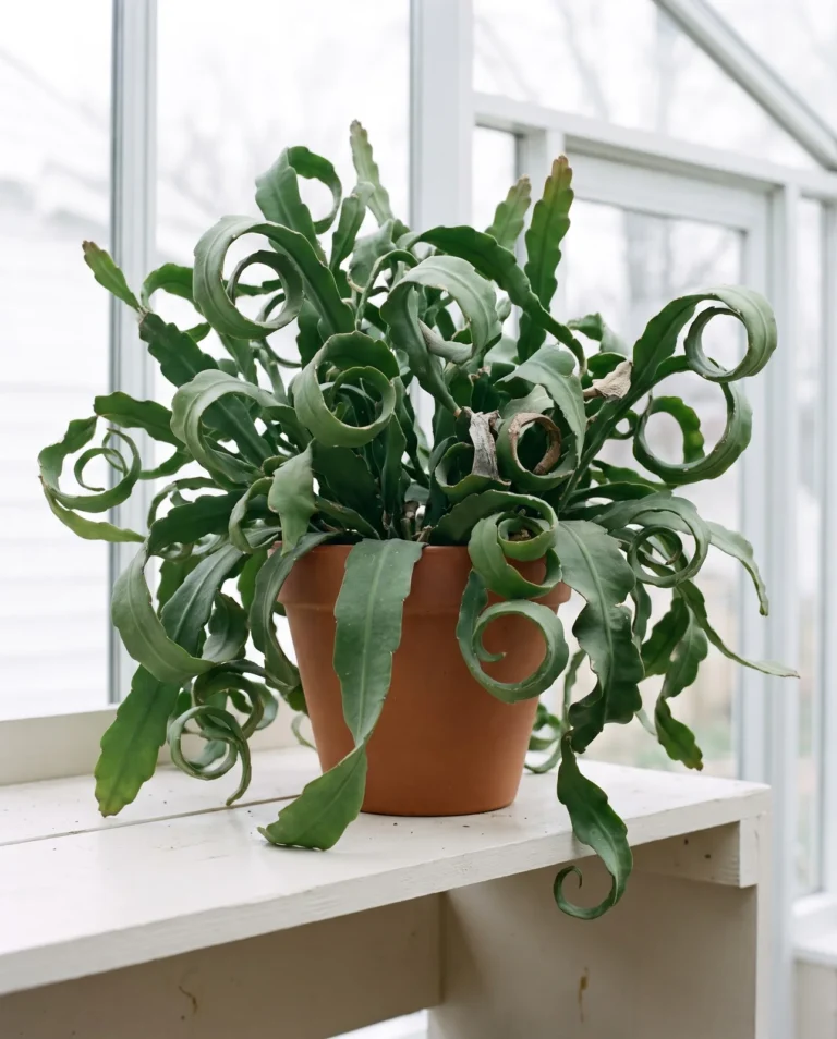 The curly monstrose orchid cactus, its long flat stems twisting and curling into loose spirals, on a bright sunroom shelf