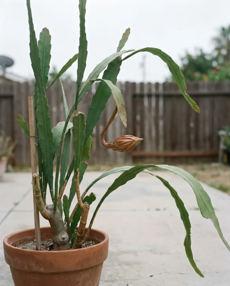A tall queen of the night plant in a heavy clay pot with one enormous unopened bud hanging on a long curved tube