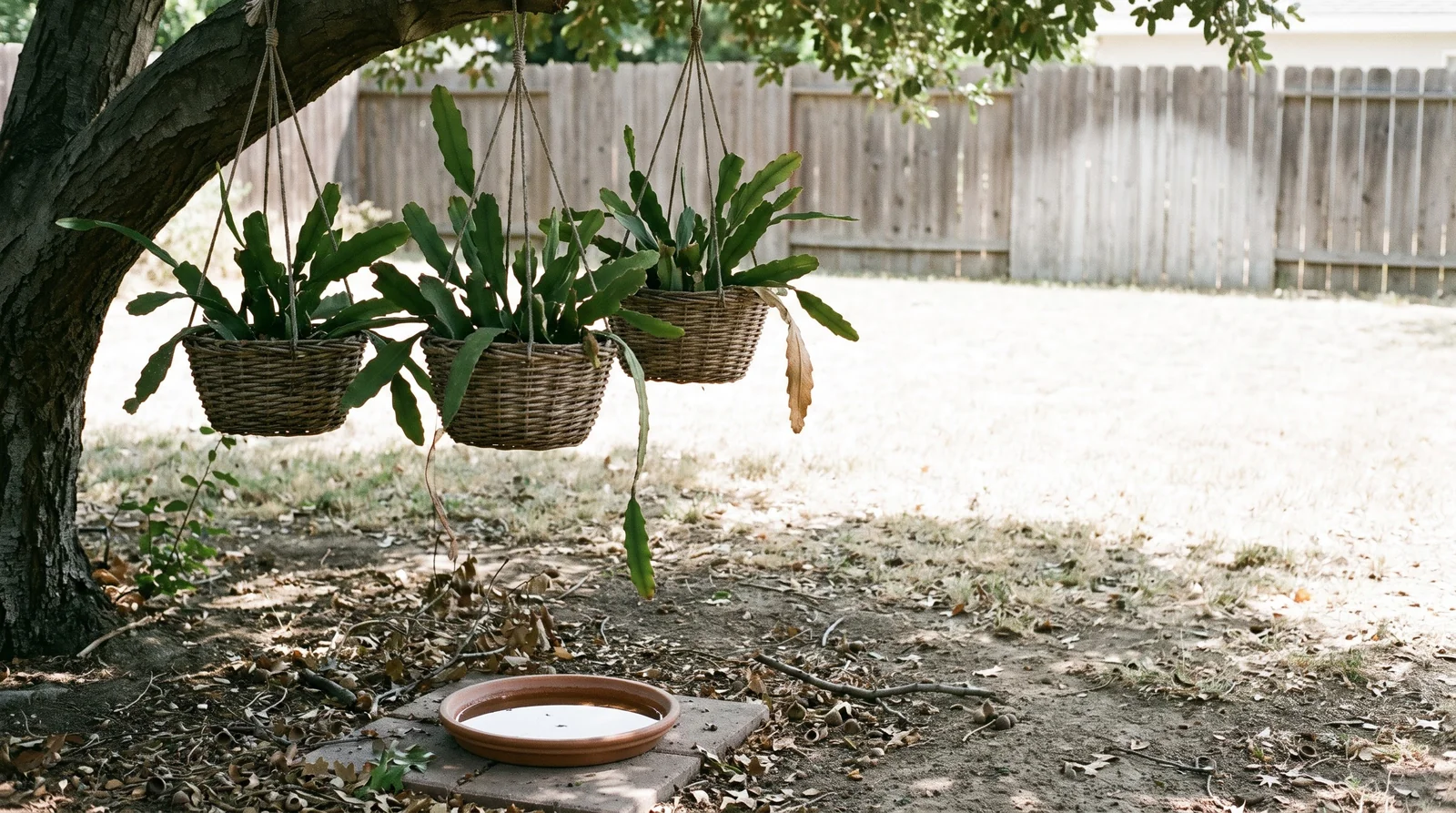 Three orchid cactus baskets hung from the low limbs of a coast live oak in a shaded back garden, hard summer sun on the lawn beyond