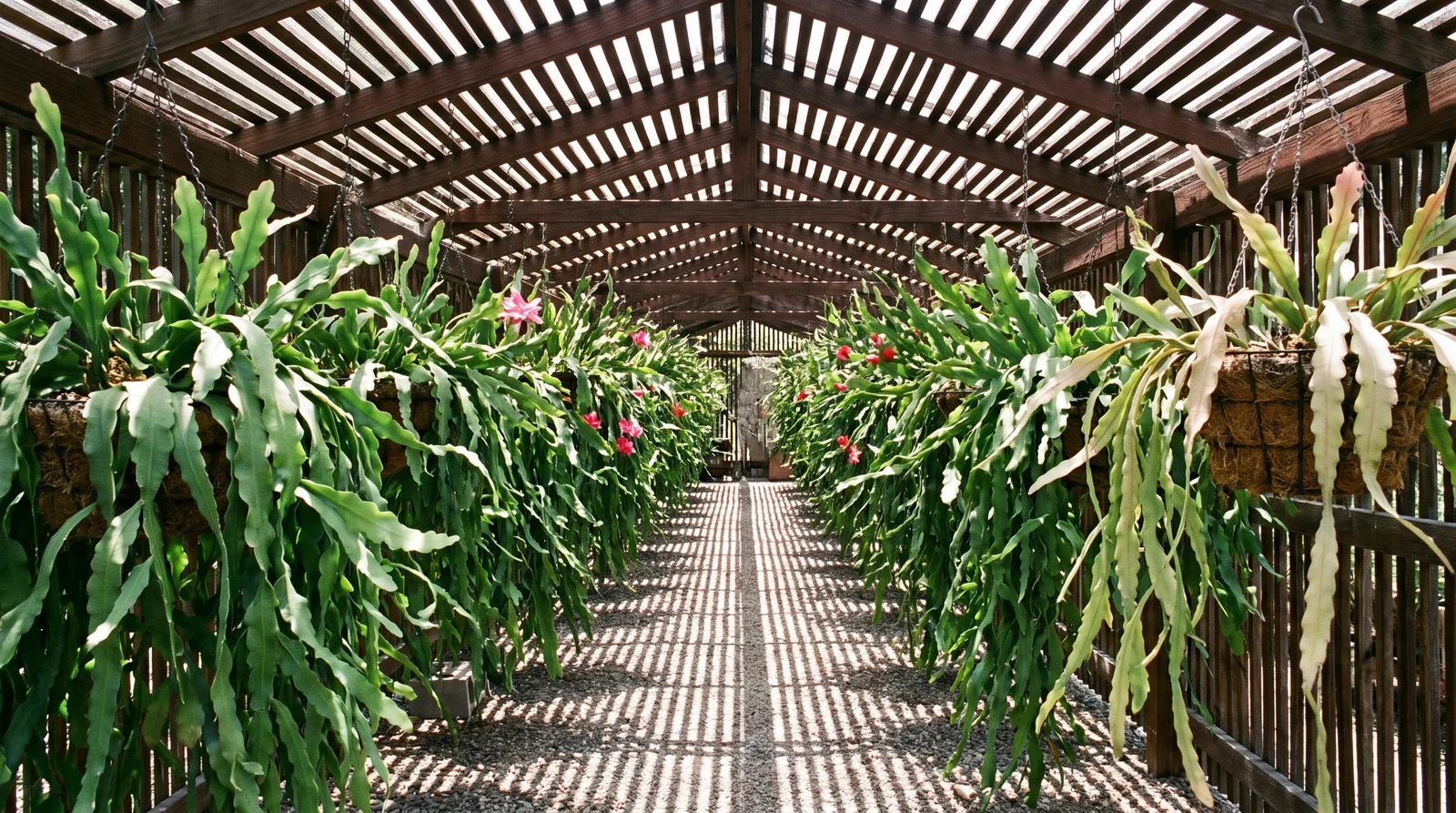 Three long rows of hanging orchid cactus baskets under a redwood lath roof, sunlight broken into narrow bars on the gravel floor below