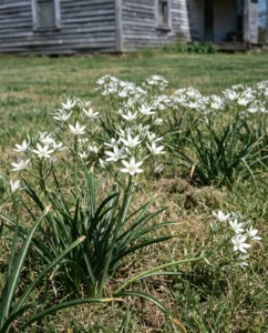 Ornithogalum flower