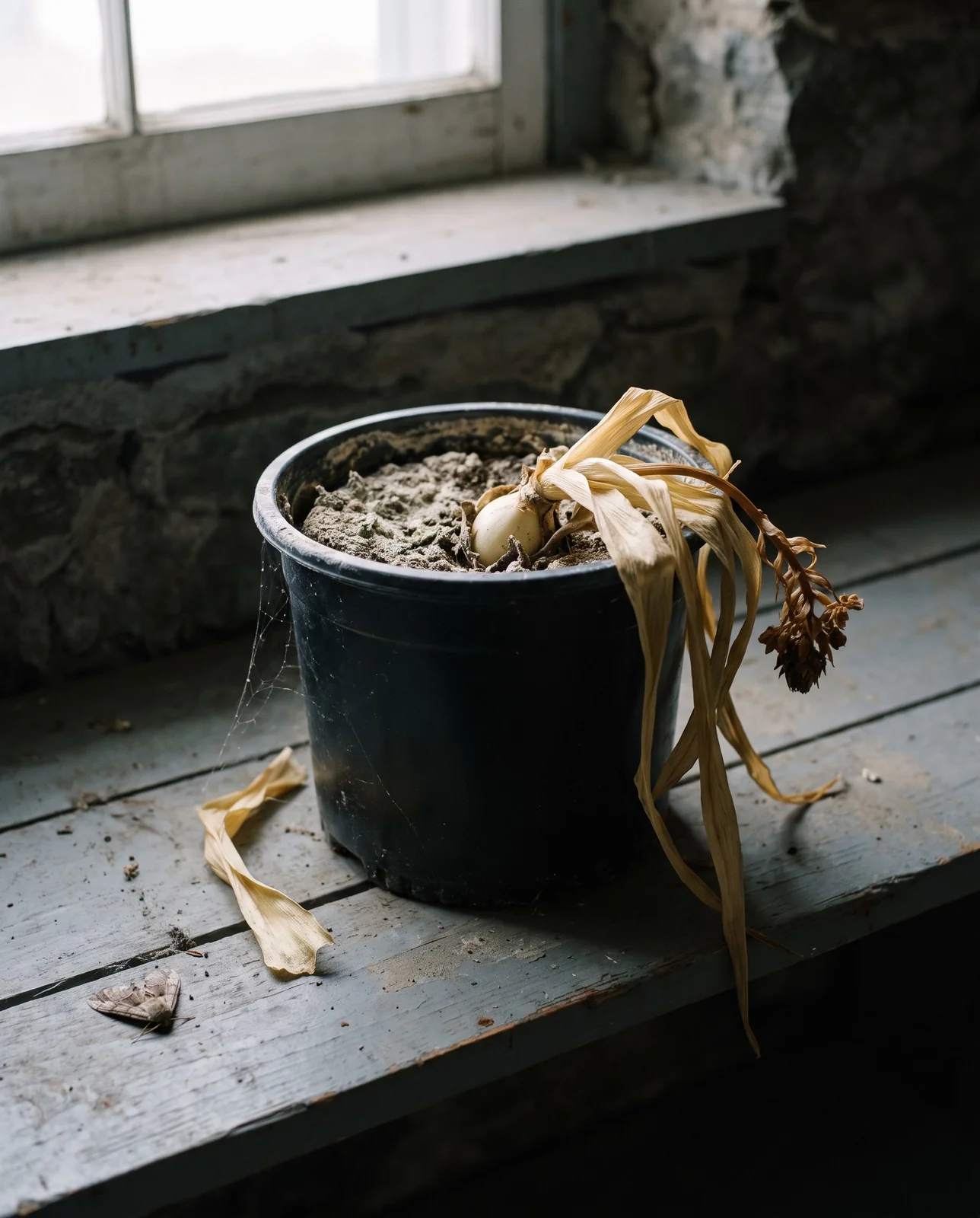A pot of bone dry mix with collapsed straw yellow leaves and a dry empty saucer on a cool basement shelf