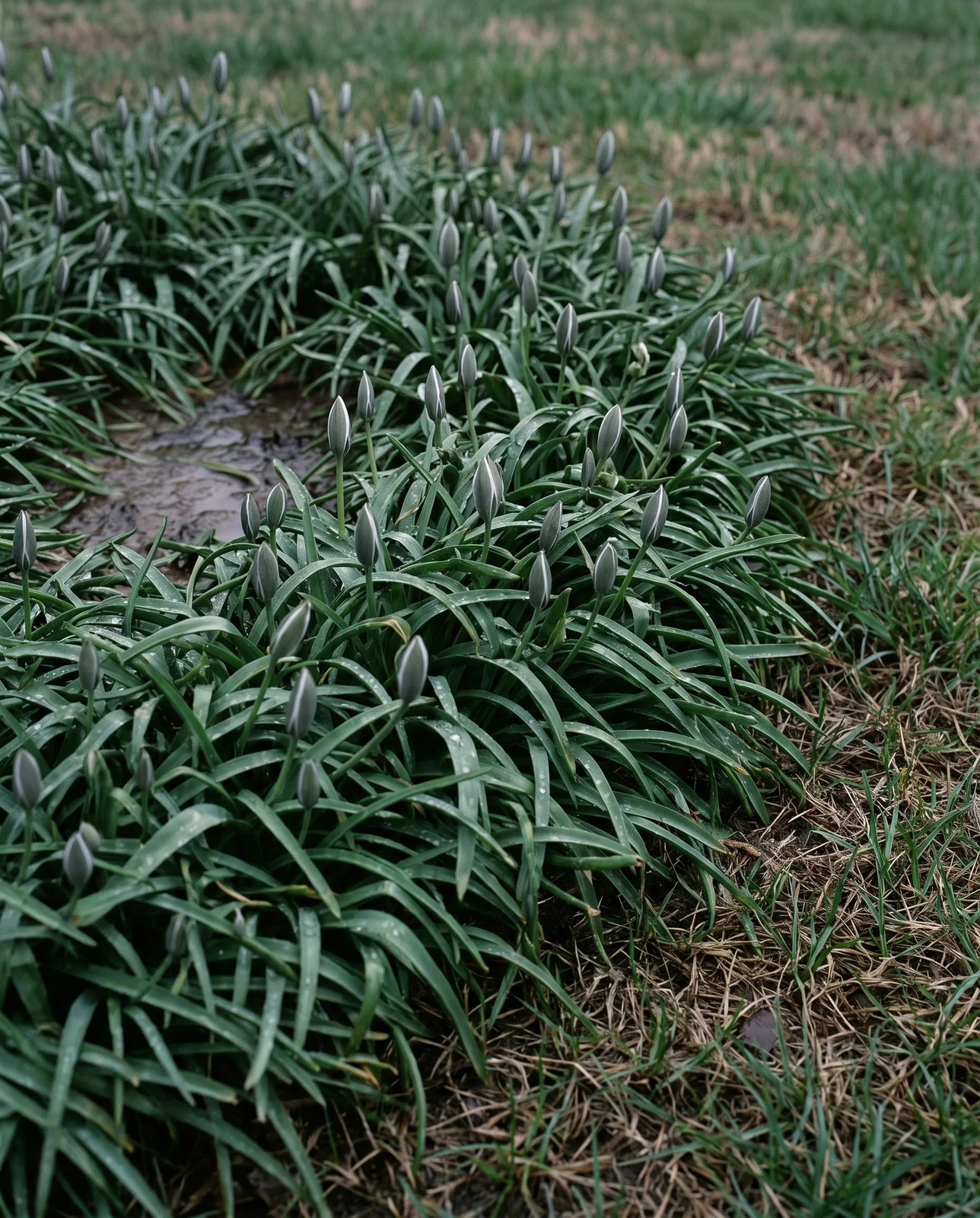 A dense mat of star-of-Bethlehem leaves crowding out lawn grass, its flowers shut into green striped buds under cloud
