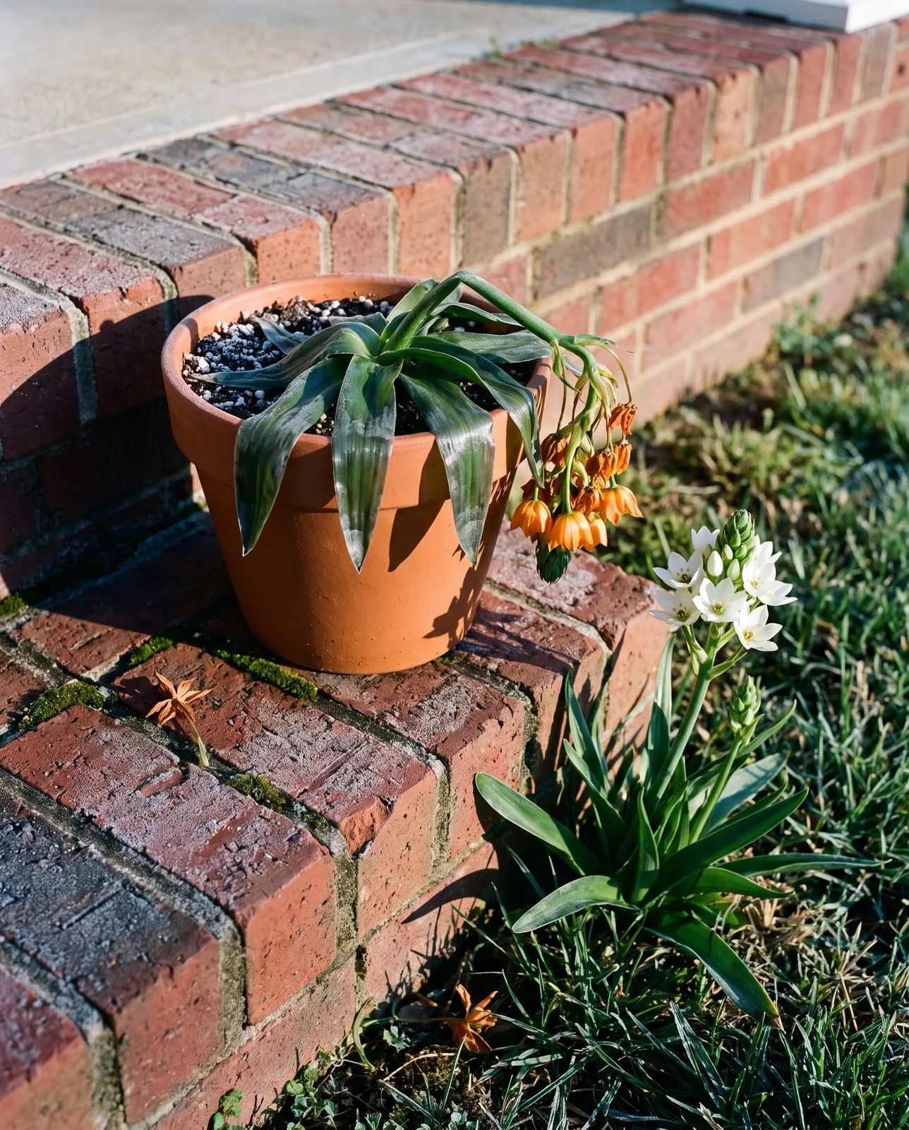 A frost damaged orange sun star collapsed in its pot on a porch step, its leaves translucent and its flowers browned after a late freeze