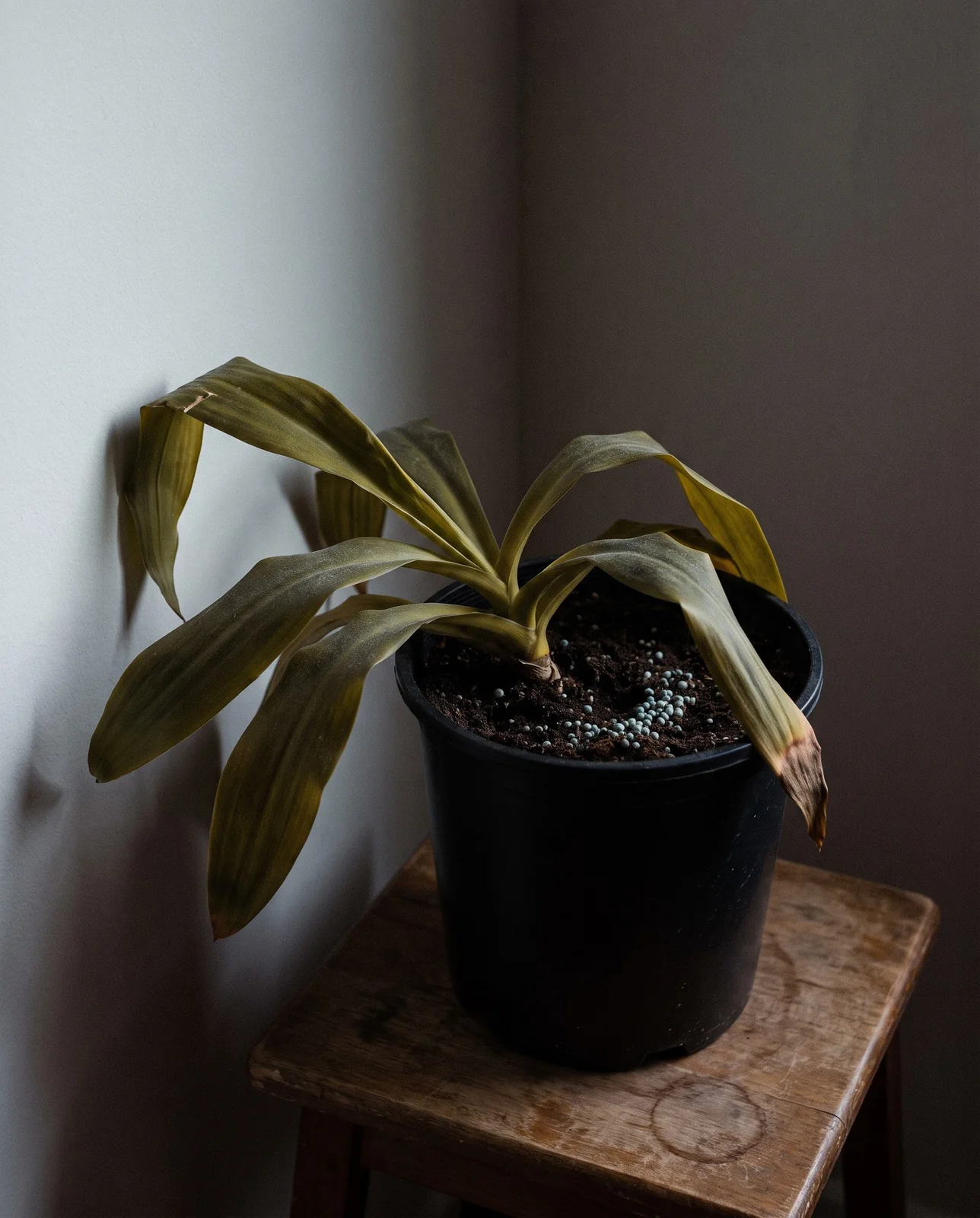 A leafy sun star with no flower stalk at all, standing on a stool in a dim apartment corner far from the window