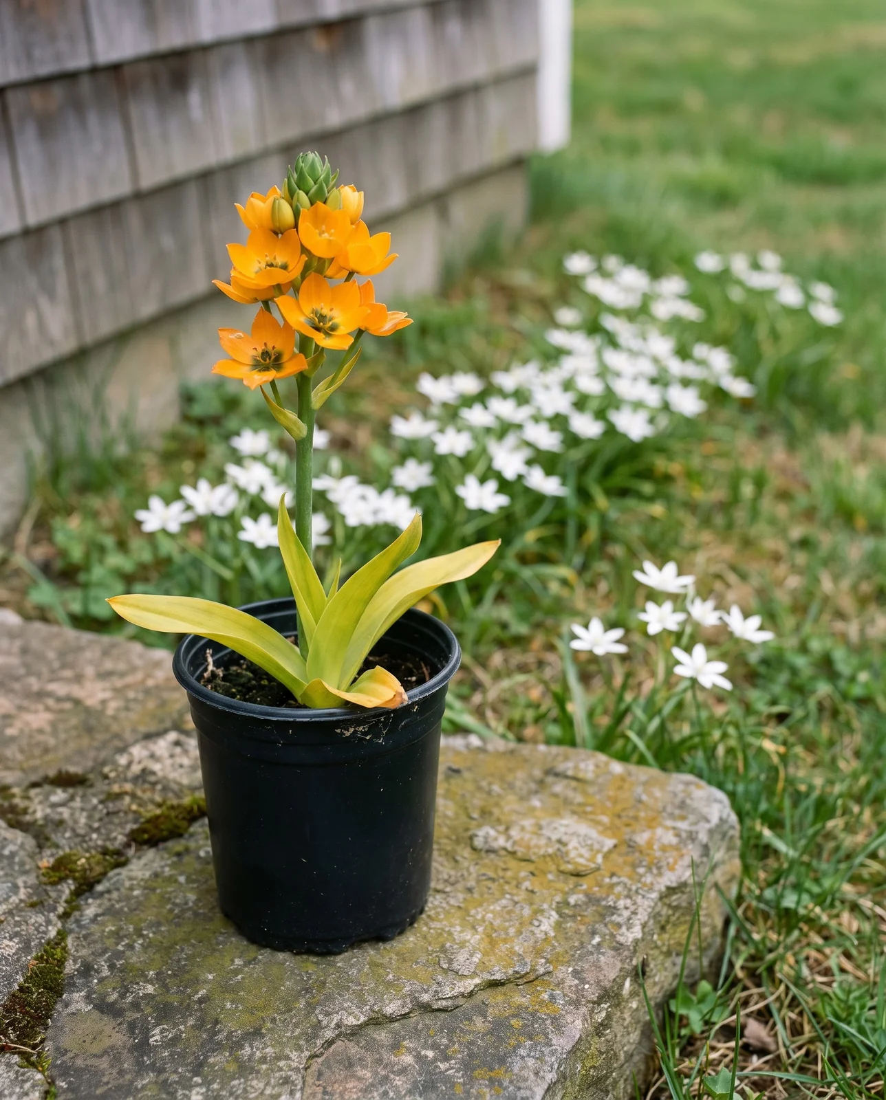 An orange sun star in a plain nursery pot standing on a stone doorstep while white star-of-Bethlehem flowers in the turf beyond it