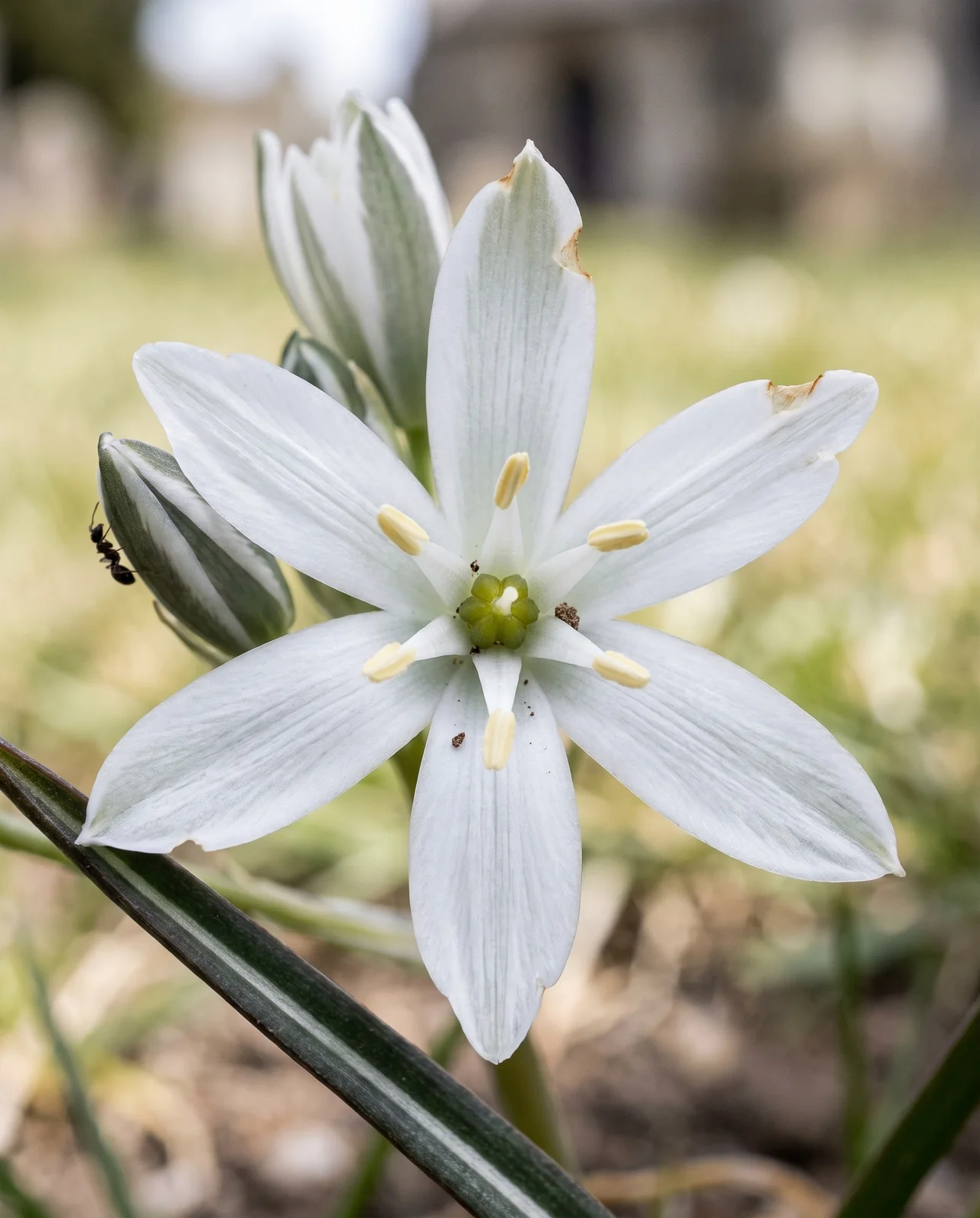 Macro of a single white star-of-Bethlehem flower opened flat, with a green keel stripe running along the outside of every tepal