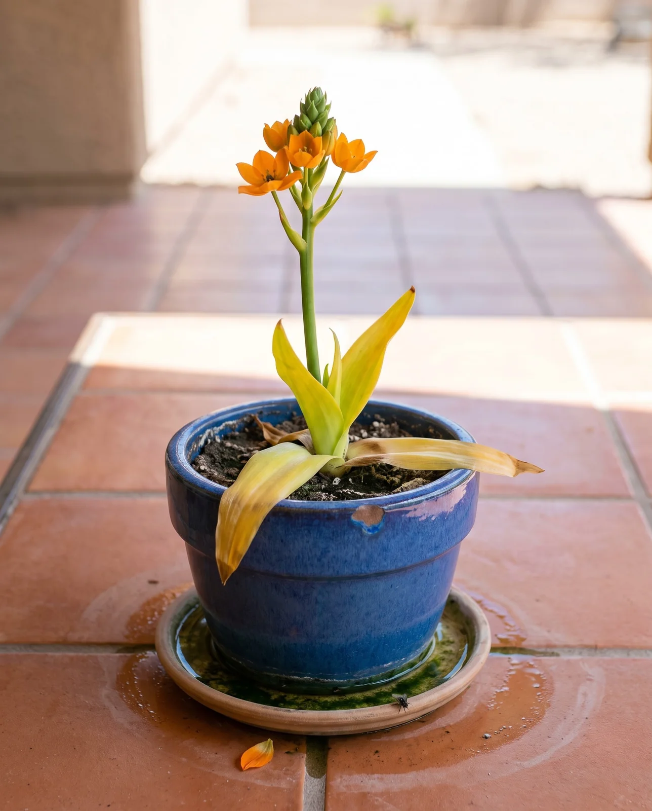 A potted sun star standing in a saucer of leftover water, its lower leaves yellow and limp while the flower stalk still carries green buds
