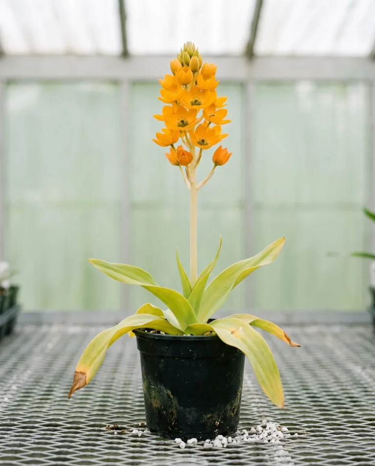 Portrait card of Ornithogalum dubium, an orange sun star with a green black eye in a black nursery pot on a greenhouse bench