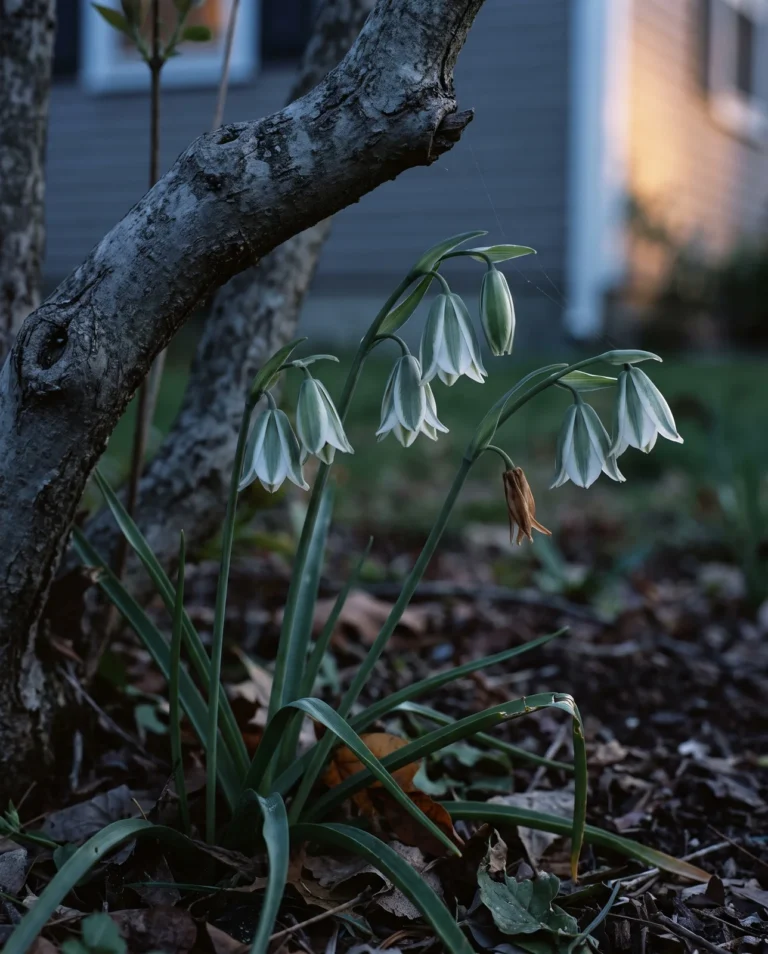 Portrait card of Ornithogalum nutans, the drooping star of Bethlehem, its nodding flowers hanging to one side of the stem at dusk