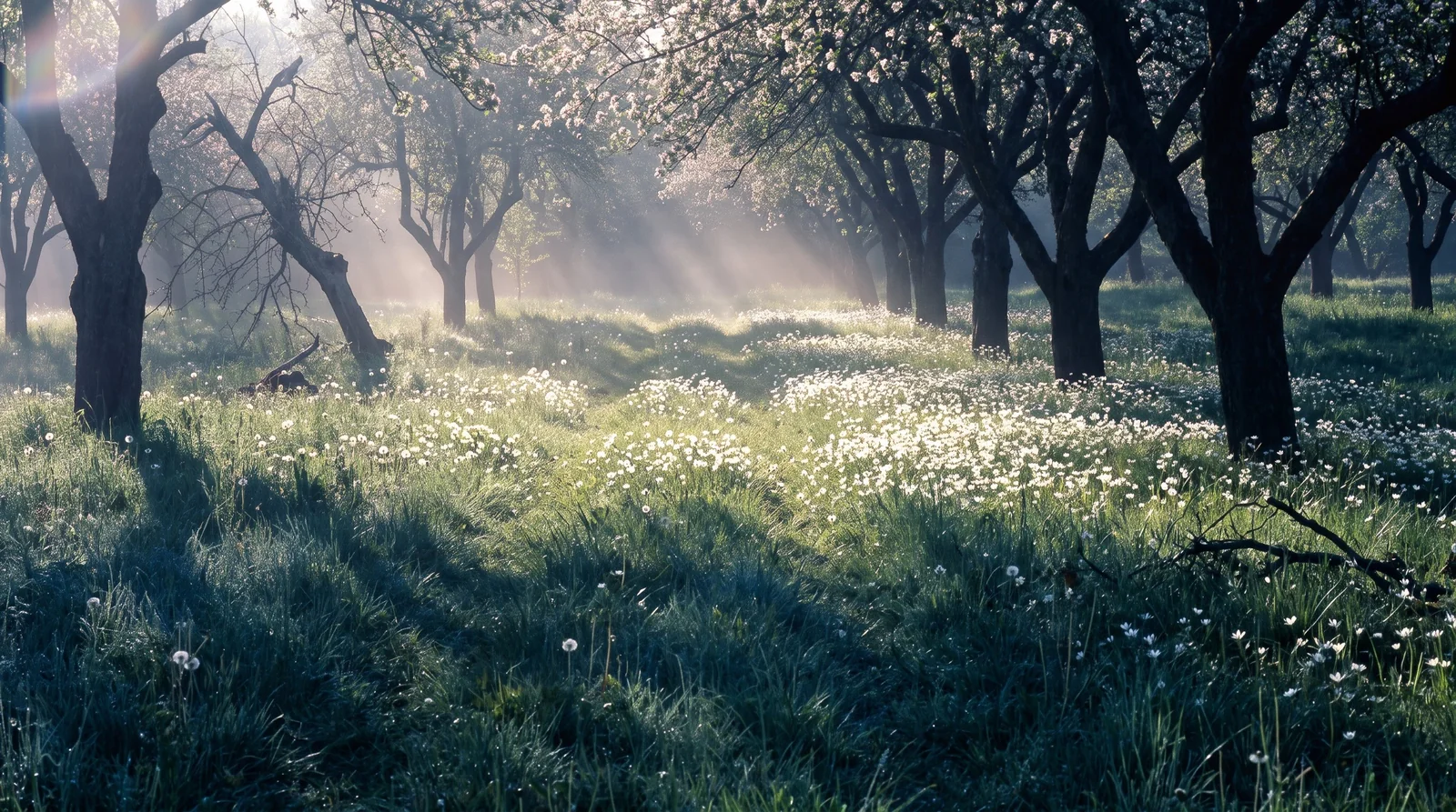 A wide backlit view of white star-of-Bethlehem drifting through the rough grass under old apple trees on a spring morning