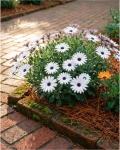 Osteospermum flower
