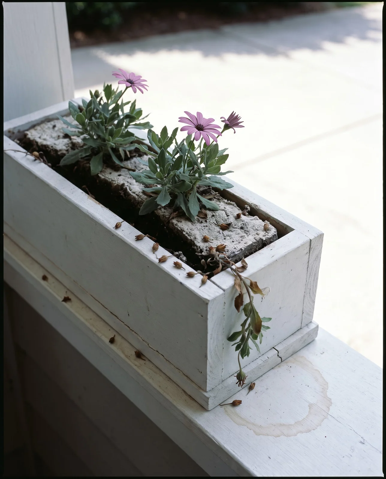 A porch window box whose mix has shrunk away from the timber sides, with dropped buds on the sill and dulled foliage