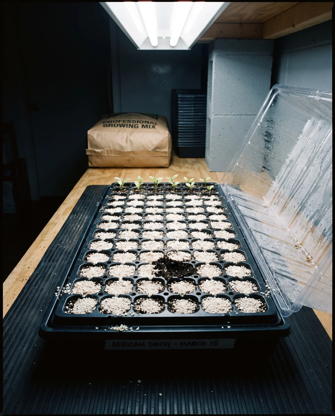 A cell flat of sown African daisy seed under a thin vermiculite blanket on a basement bench in March