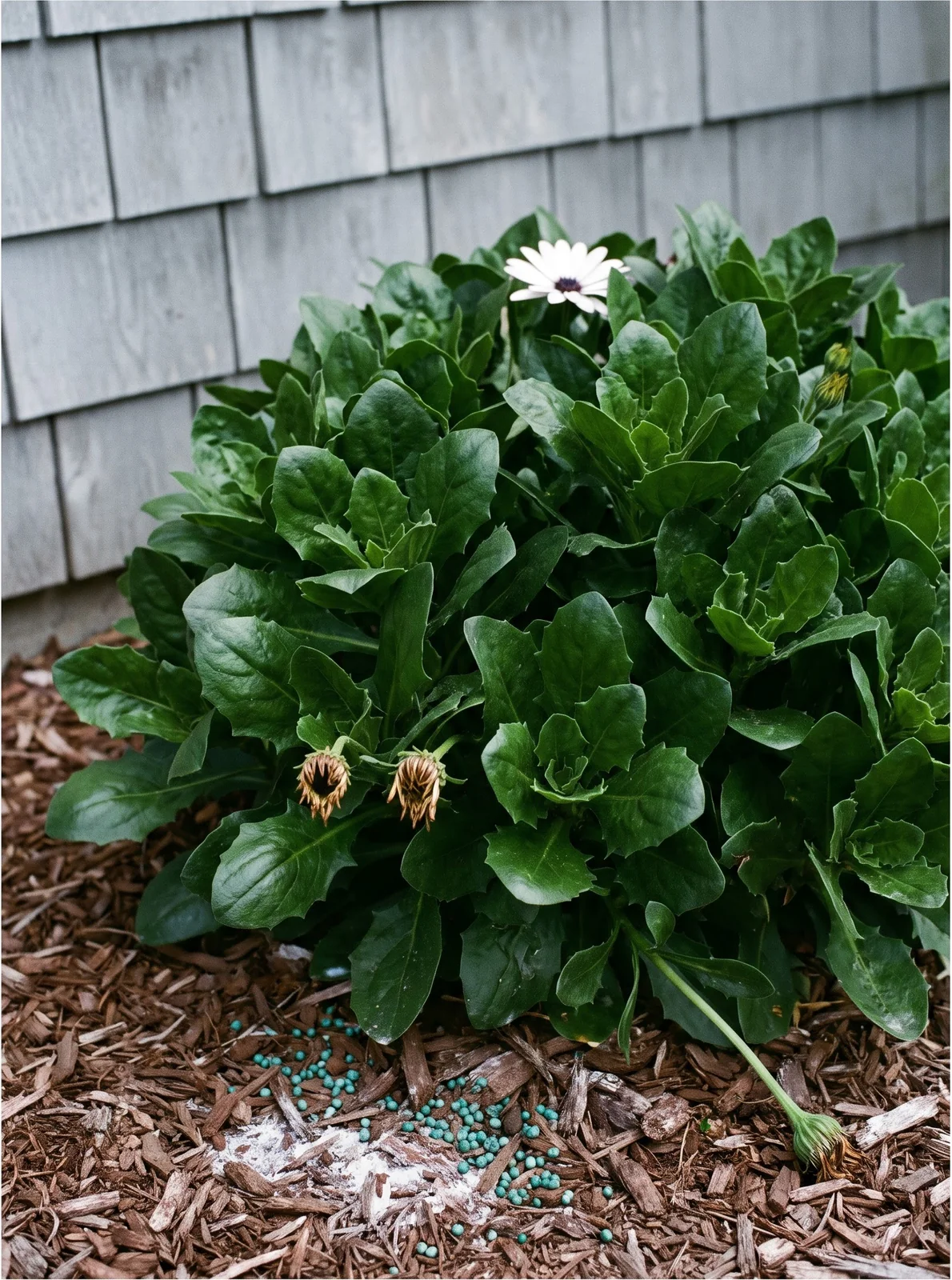 A large overfed African daisy with lush dark foliage, thick stems and a single flower against grey clapboard