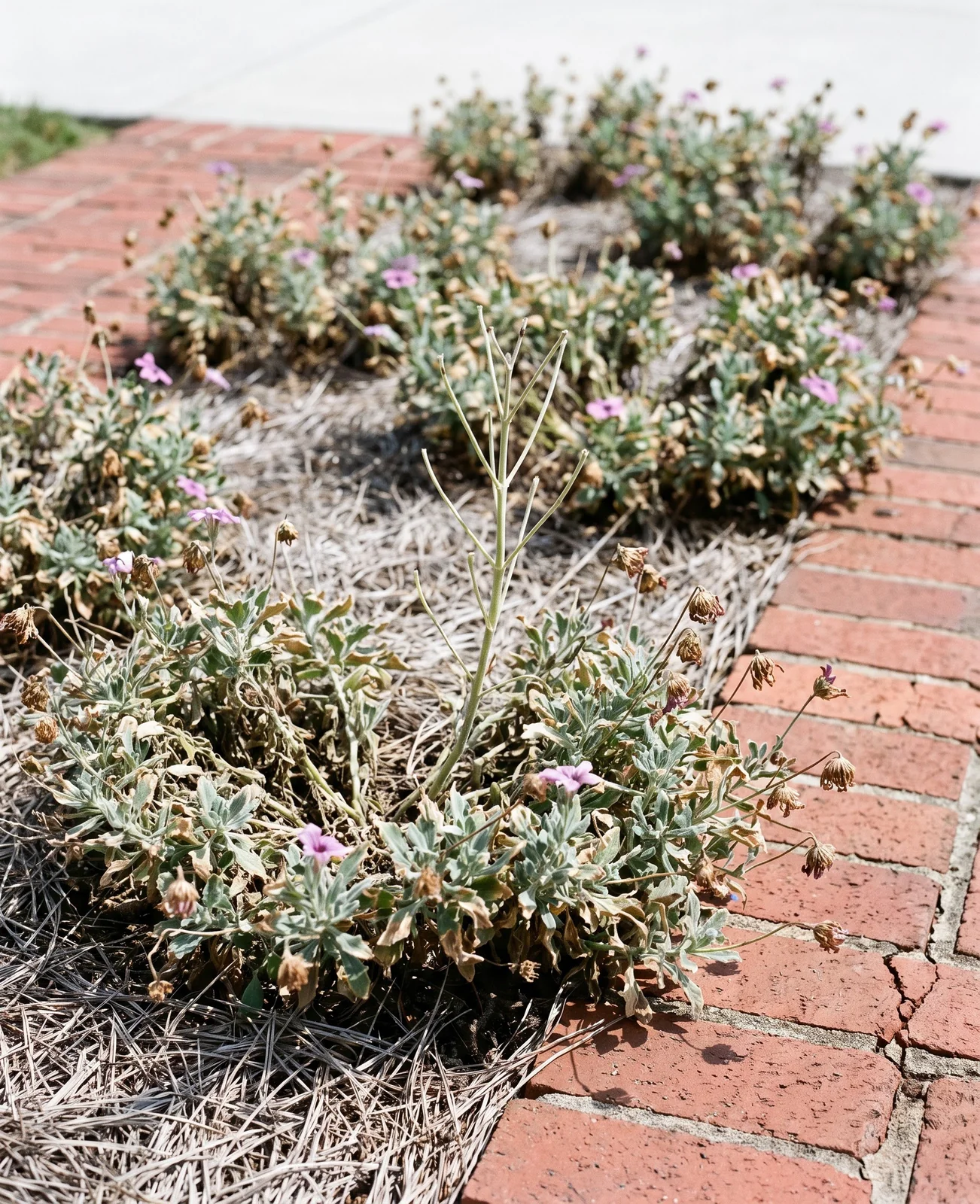 The same brick-edged planting in late August, stretched, dusty and down to three flowers in hard midday heat
