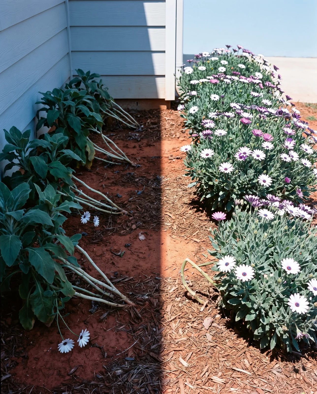 One bed cut in half by a house shadow, leggy and nearly flowerless in shade, compact and covered in bloom in sun