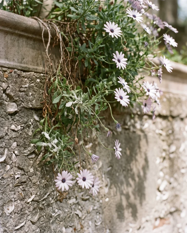 Trailing Osteospermum fruticosum spilling in a sheet over a low wall, flowering along its running stems in March haze
