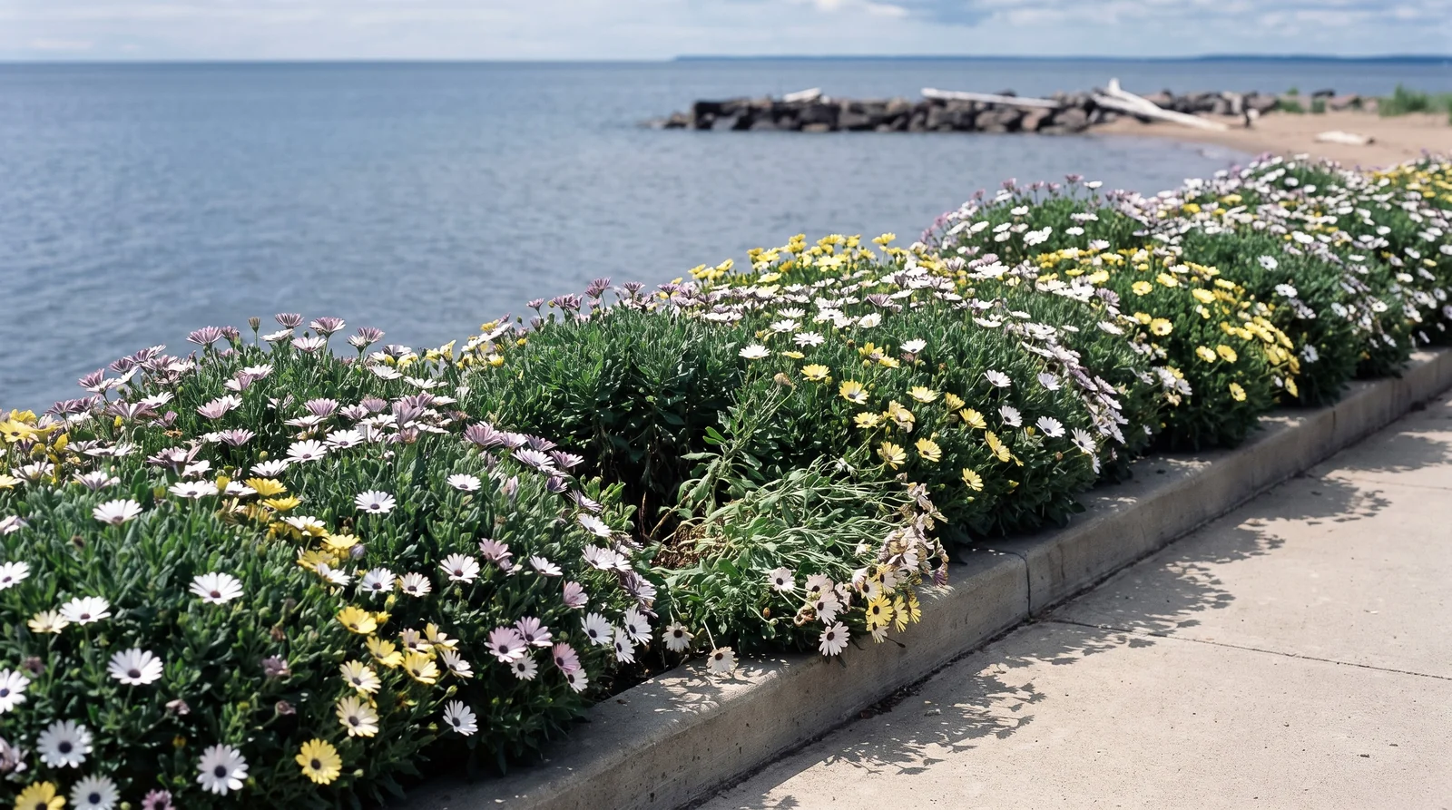 A long municipal planting of African daisies still in heavy bloom beside Lake Superior in late July
