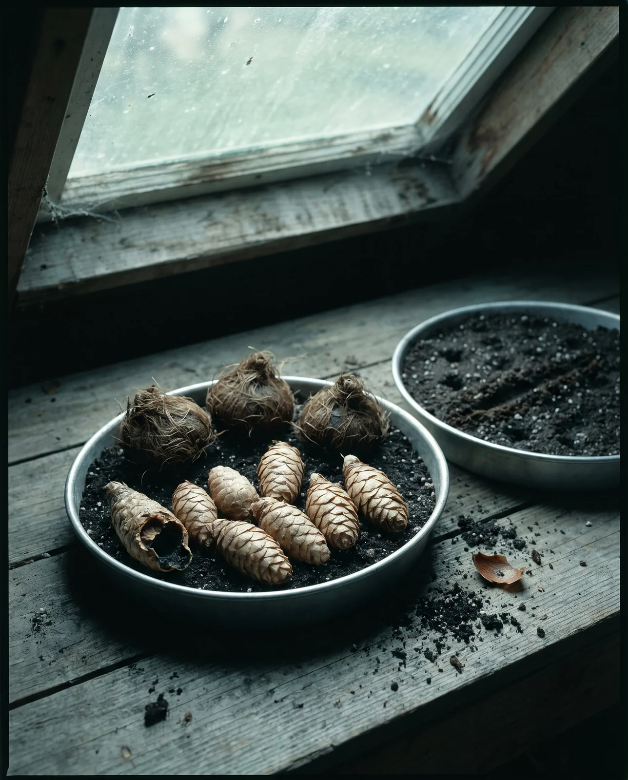 Scaly elongated purple shamrock rhizomes and whiskery adenophylla corms lying on damp potting mix in a shallow pan on a shed bench
