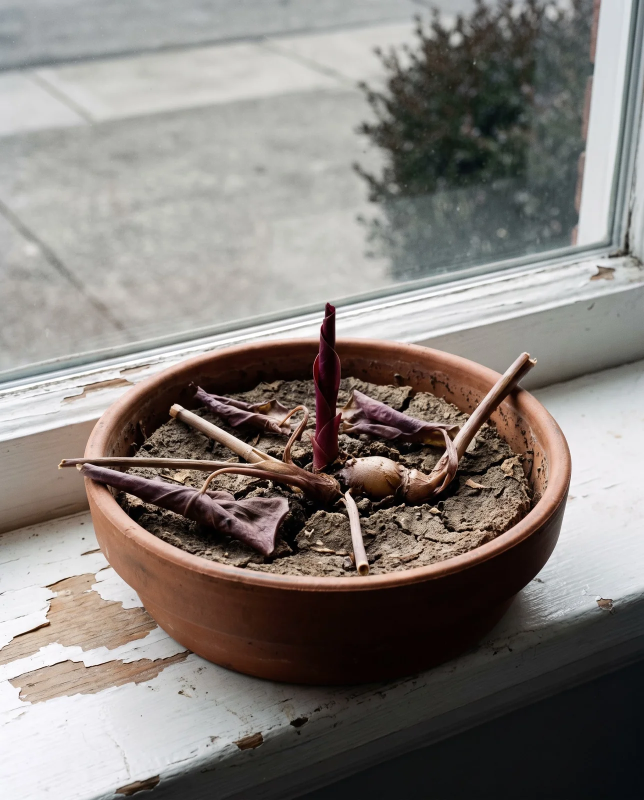 A leafless pot of purple shamrock on a winter kitchen sill, mix shrunk from the wall, with one tightly coiled new shoot breaking the surface