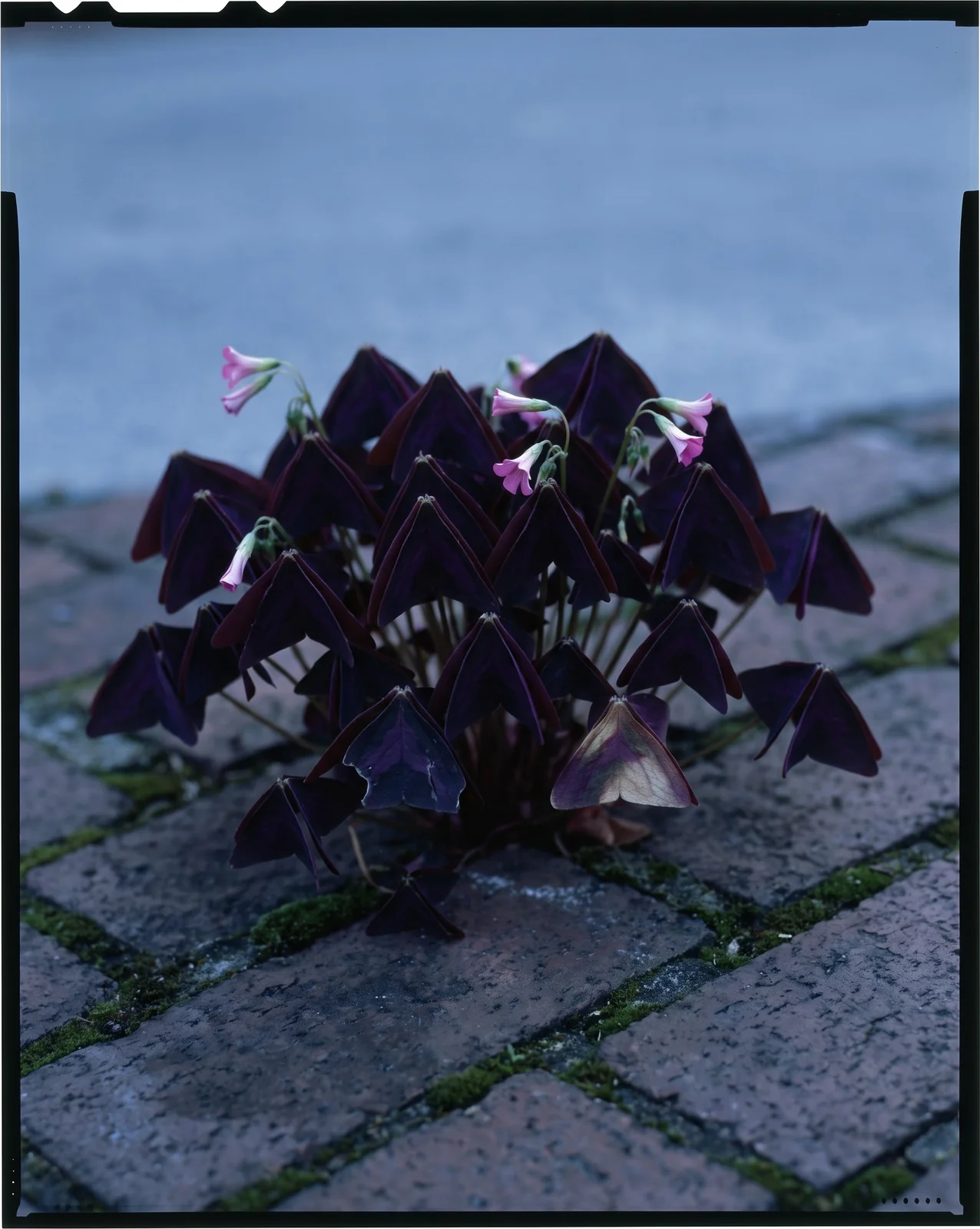The same purple shamrock clump in the same brick walk at dusk, every leaflet folded down into narrow hanging wedges