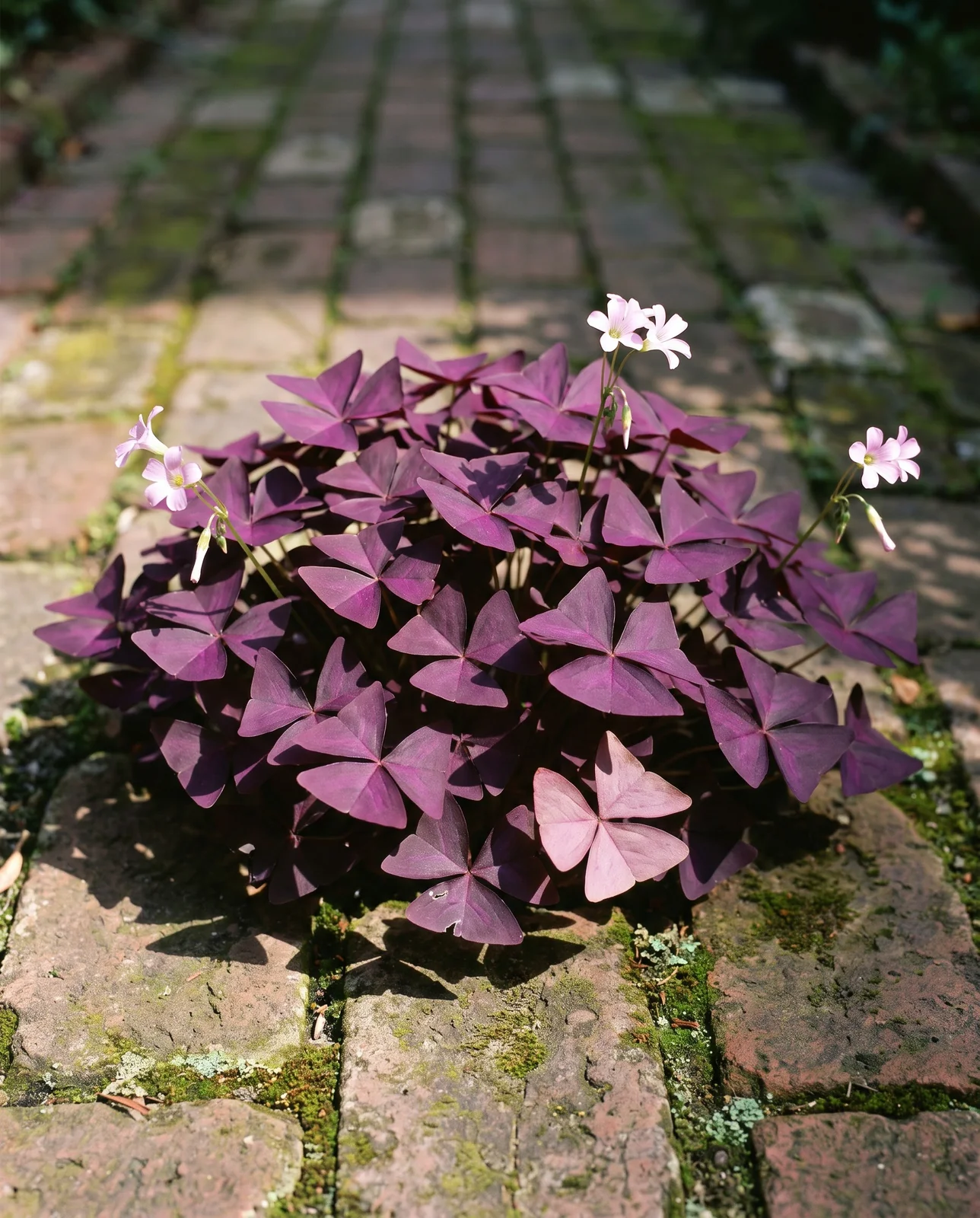 A clump of purple shamrock in a brick walk at eleven in the morning with every triangular leaflet held flat and fully open