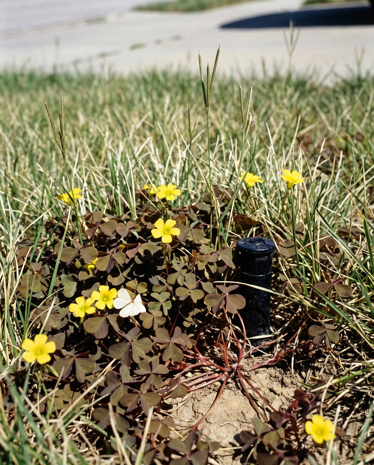 A bronze-purple mat of creeping wood sorrel flowering through a thinned patch of tall fescue at hard midday