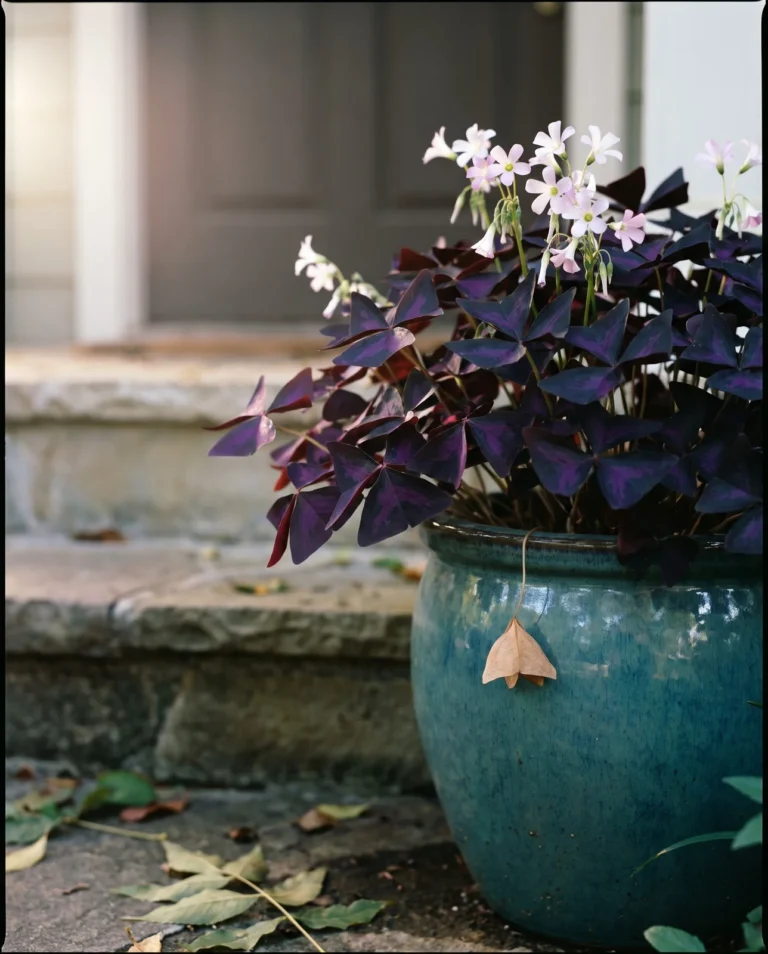 A short black-purple Black Beauty oxalis in a glazed planter showing grape-purple leaf undersides and a second flush of pale flowers in October