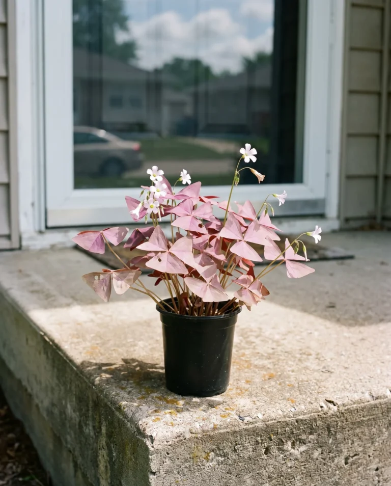A wine-violet Charmed Wine type oxalis in an unmarked black container on a front step in Iowa, grown as a summer annual