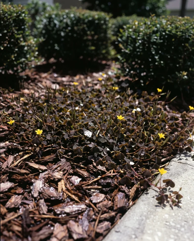 Oxalis corniculata, creeping wood sorrel, running flat over bark mulch in a Florida landscape bed with bronze-purple leaflets and yellow flowers