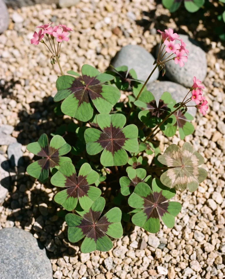 Oxalis tetraphylla Iron Cross showing four leaflets with dark chocolate blotches meeting in a cross, in a gravel-mulched Colorado bed