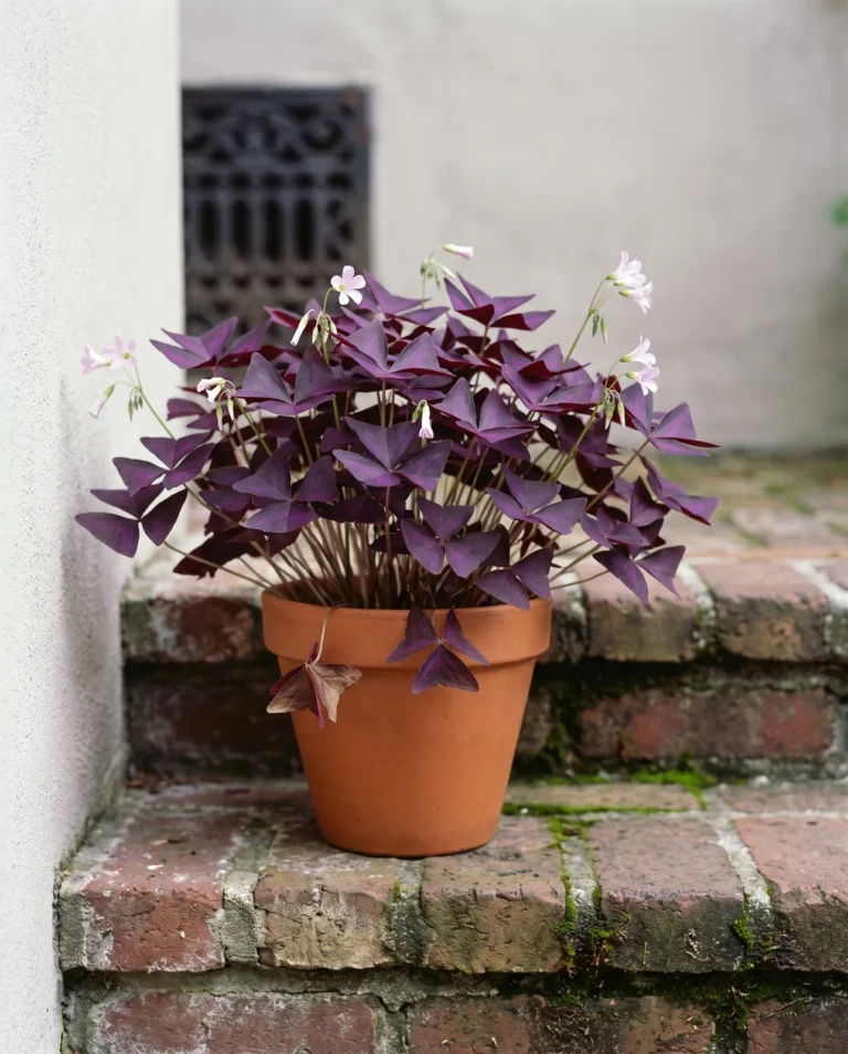Oxalis triangularis, the purple shamrock, in a terracotta pot on a brick step in a shaded Savannah courtyard